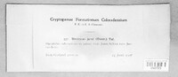 Uromyces junci image